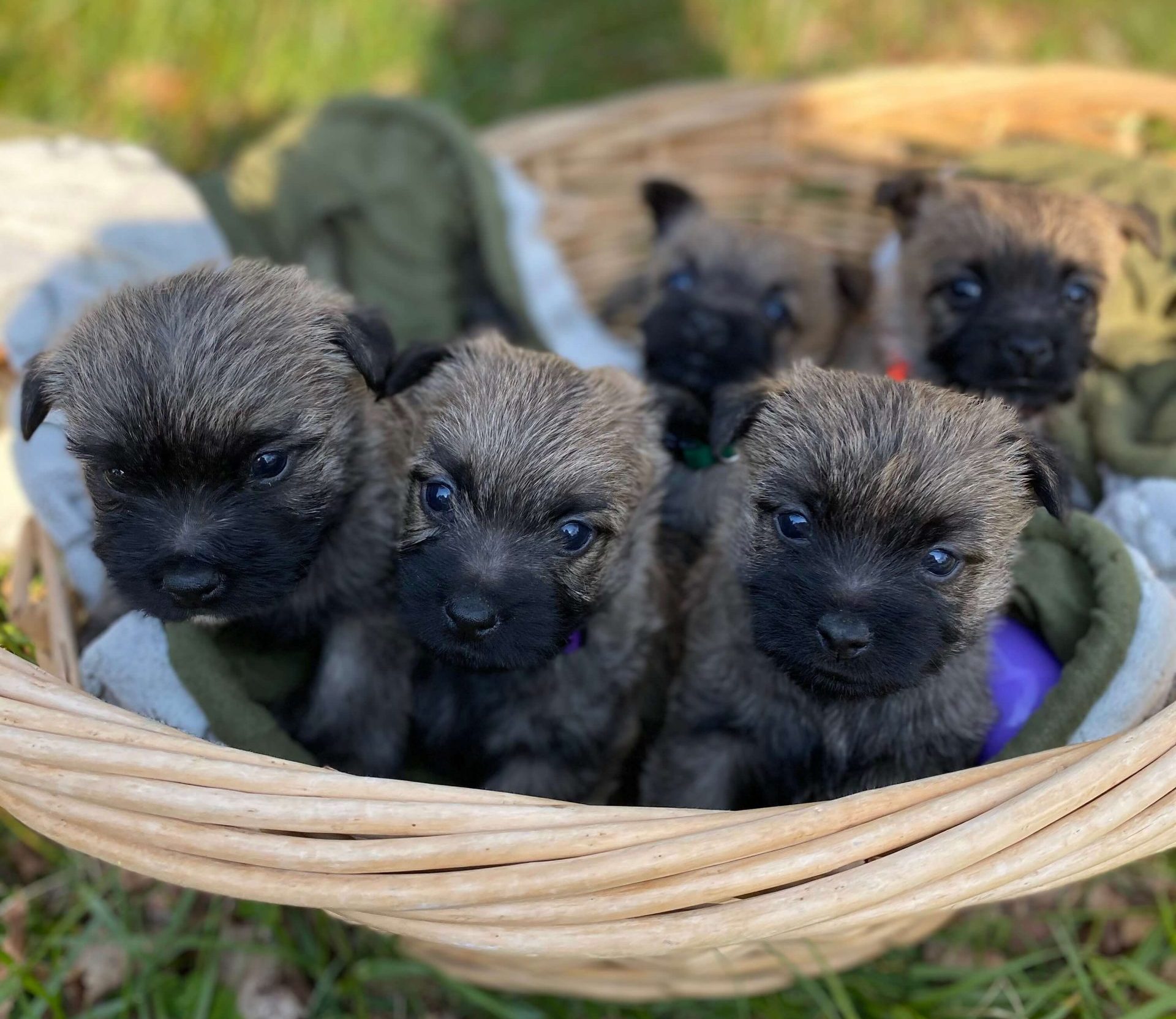 tiny cairn terrier puppies in a basket outside