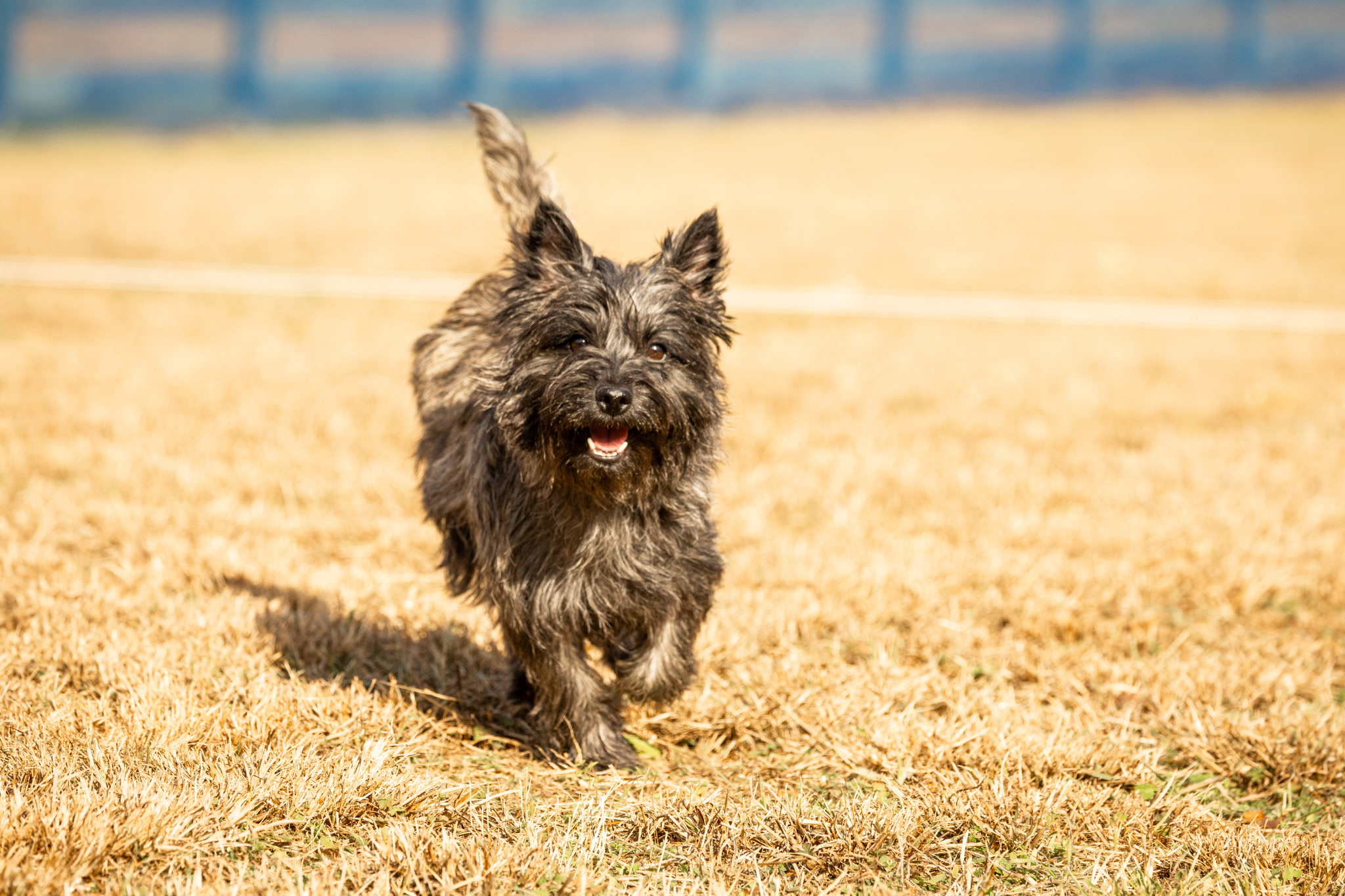 beautiful cairn terrier with a dark coat running happily through a field