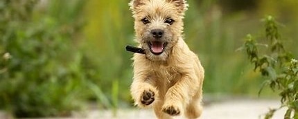 happy cairn sprinting at the camera