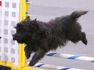 all black cairn mid jump at an agility competition