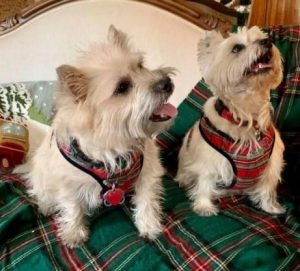 sibling cairns in matching holiday harnesses