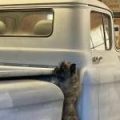 Cairn_Standing_on_Truck_Jankowski_1_crop_d9b1797fa3e8a651cbce0159a85e410e[1]