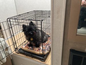 cute black cairn in a crate