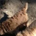 Dunning_and_Megan_Digging_1_crop_d9b1797fa3e8a651cbce0159a85e410e[1]