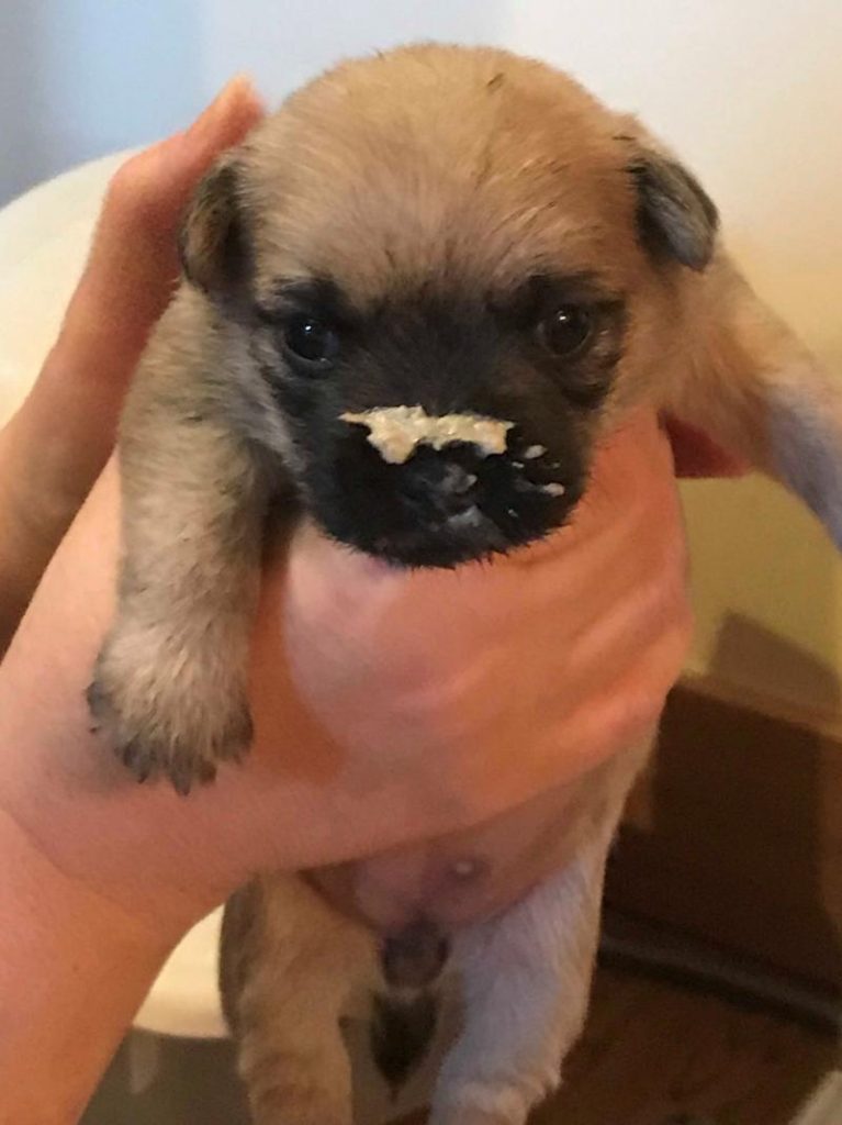 tiny cairn puppy with milk formula on its face