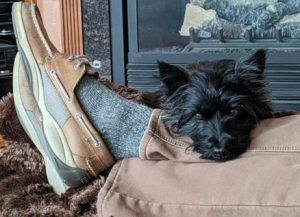 black cairn terrier resting with its head on its owners ankle