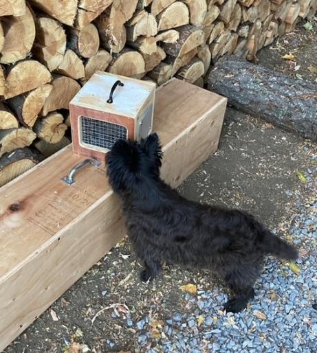 all black cairn terrier investigating a prey box