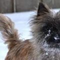 Ian_in_the_snow_MacGregor_close_up_cropped_crop_d9b1797fa3e8a651cbce0159a85e410e[1]