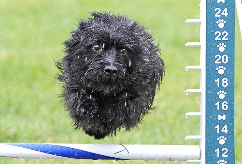 determines cairn mid jump in agility trial