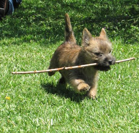 cairn terrier puppy excitedly carrying long stick