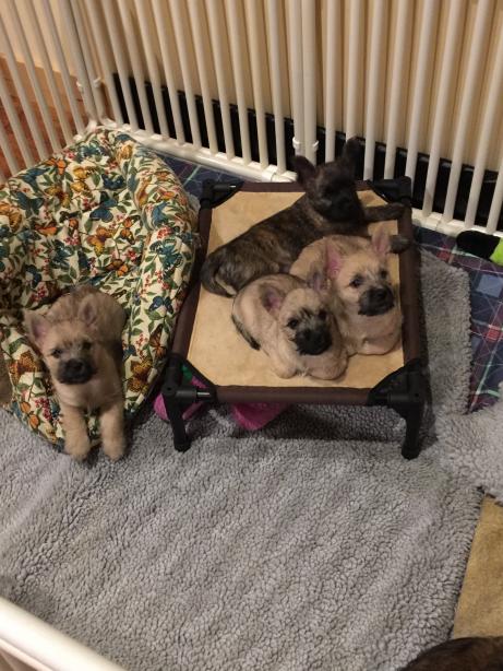 three cute cairn pups in their enclosure
