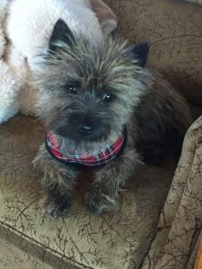 small cairn terrier wearing a cute plaid harness