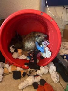 cairn puppy sleeping in a toy bin