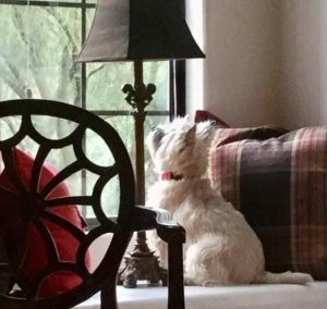 white cairn terrier birdwatching from the couch