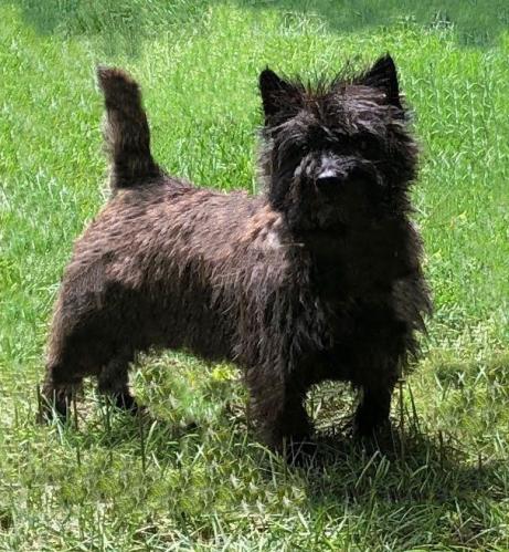 black cairn terrier posing for a photo