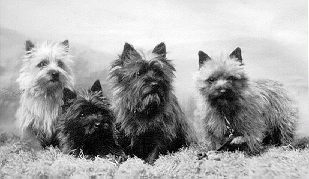 black and white photo of four sweet cairn terriers