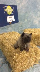 cairn terrier winning a barn hunt