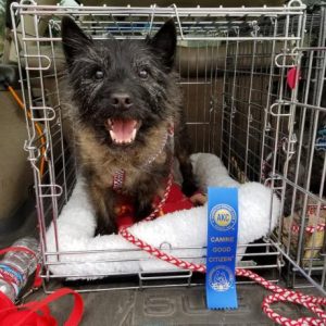 canine good citizen davey