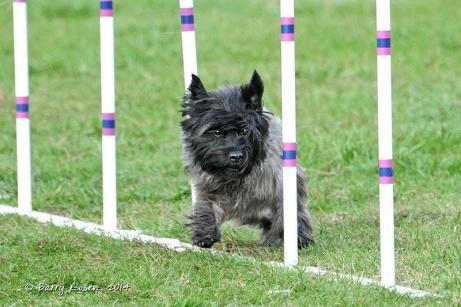black cairn terrier indy on an agility course