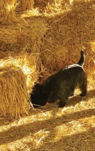 cairn in a barn hunt