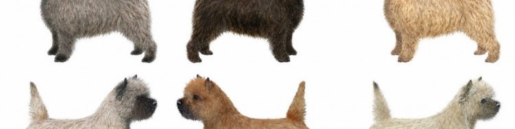 illustration of cairn terriers with different coats