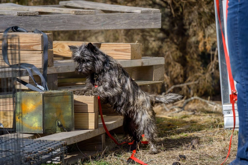 cairn training in earthdog