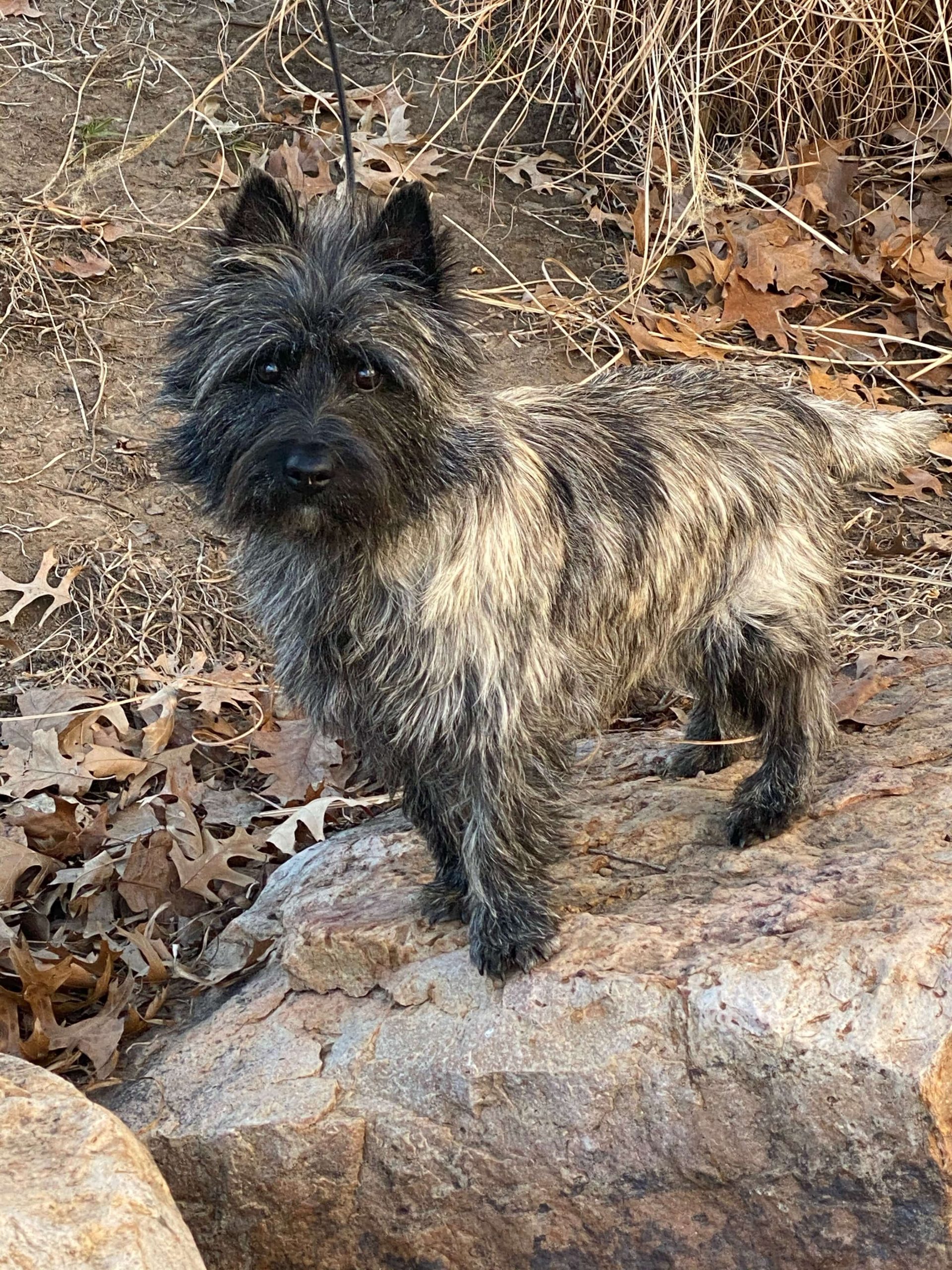 cairn-terrier-exploring-outdoors