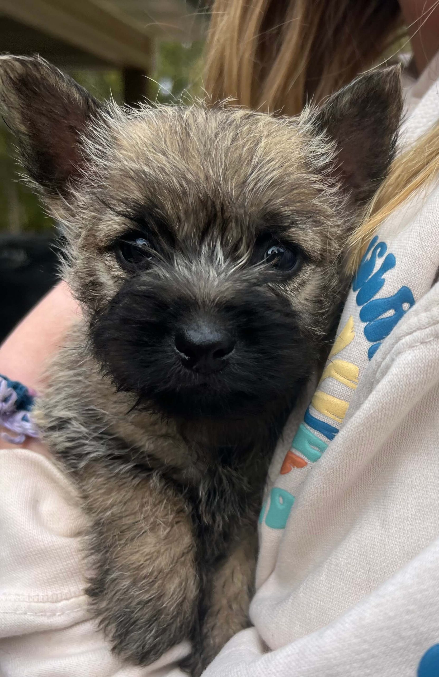 cairn-terrier-puppy-held-in-arms