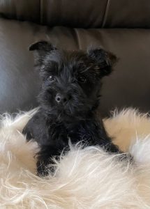 adorable black cairn puppy