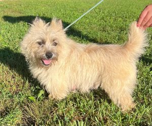happy cairn terrier on walk