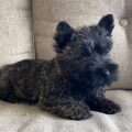 fluffy-young-cairn-terrier