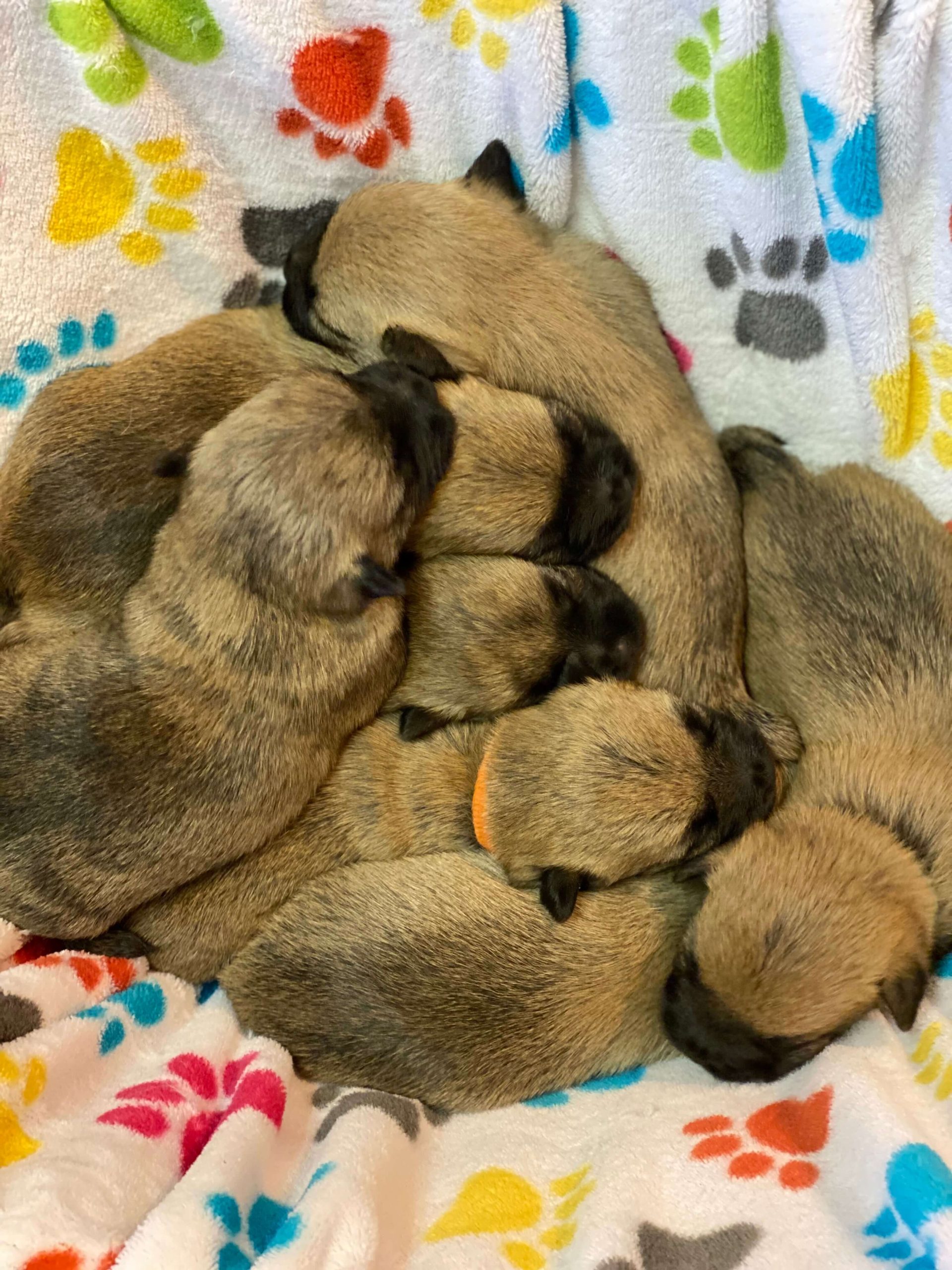 newborn-cairn-terrier-puppies-blanket