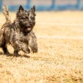 cairn-terrier-mid-leap