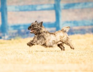 cairn terrier with a dark coat sprinting joyfully across a field